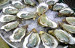 thumb_oysters